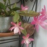 Disocactus phyllanthoides Habitus