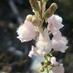 Linaria nivea Flor
