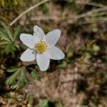 Anemone nemorosa Flower