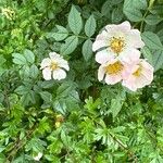 Rosa corymbifera Blomst