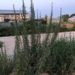 Artemisia biennis عادت داشتن