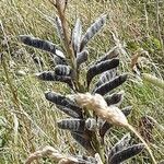 Lupinus perennis Owoc