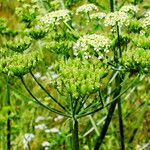 Heracleum sphondylium Fruit