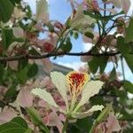 Bauhinia monandra Цвят