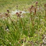 Valeriana celtica Habit