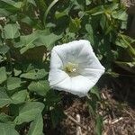 Convolvulus sepium Flor