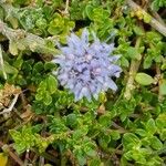 Jasione crispa Blomma