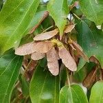 Acer buergerianum Fruit