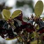 Rhododendron sanguineum Folha