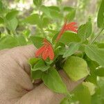 Dianthera candicans Flower