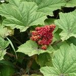 Oplopanax horridus Hoja