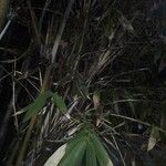 Pseudosasa japonica Feuille