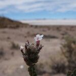 Aloysia deserticola Fleur