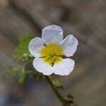 Ranunculus sphaerospermus