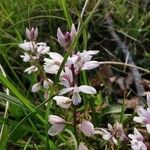 Polygala vulgaris Fleur