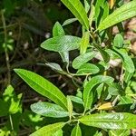 Salix lasiolepis Leaf