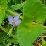 Veronica abyssinica Fresen.Blüte