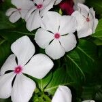 Vinca erecta Flower