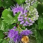 Caryopteris × clandonensis Çiçek