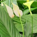 Spathiphyllum blandum Φύλλο