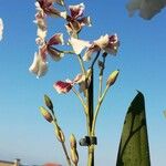 Oncidium spp. Floare