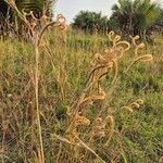 Ctenium newtonii Flower