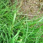 Bothriochloa ischaemum List