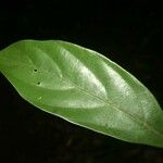 Rhodostemonodaphne saulensis Leaf