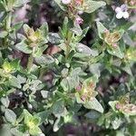 Thymus vulgaris Leaf