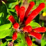 Bouvardia ternifolia Cvet