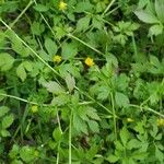 Ranunculus hispidus Leaf