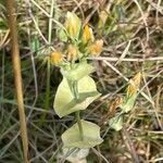 Blackstonia perfoliata पत्ता