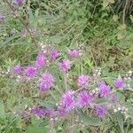 Cyrtocymura scorpioides Flower