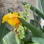 Canna × hybrida Blomst