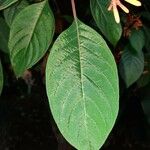 Hamelia patens Leaf