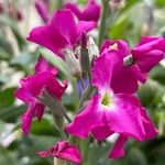 Matthiola incana Цвят