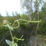 Coronilla scorpioides Other