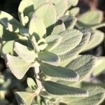 Salvia chamaedryoides Hoja