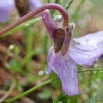 Viola thomasiana Flower