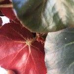 Begonia cucullata cv. 'Doublet Rose Pink' Blatt