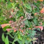 Agastache mexicanaFlors