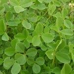 Medicago coronata Leaf