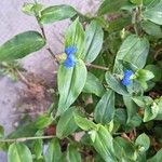 Commelina communisफूल