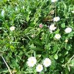 Bellis sylvestrisFloare