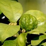 Citrus hystrix Frucht