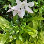 Crinum moorei Flower