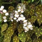 Begonia bowerae 花