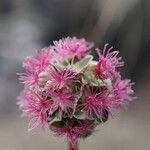 Poterium sanguisorba Flower