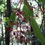 Tapeinosperma tchingouense Flower