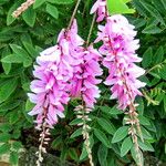 Indigofera decora Flor